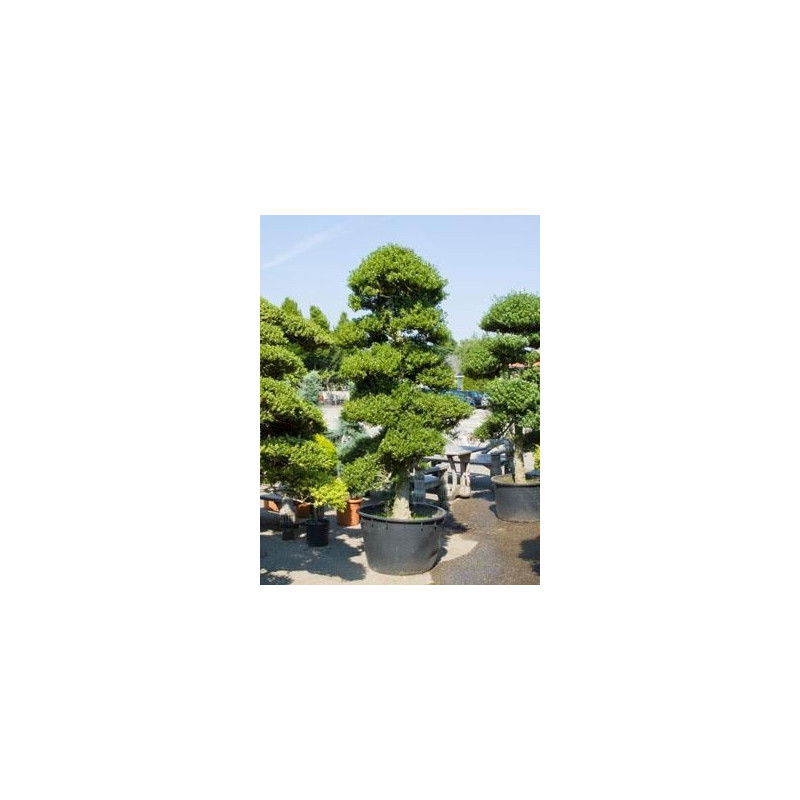 ilex crenata bonsaï - 280 cm