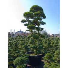 Ilex crenata bonsaï ramifié 350 cm