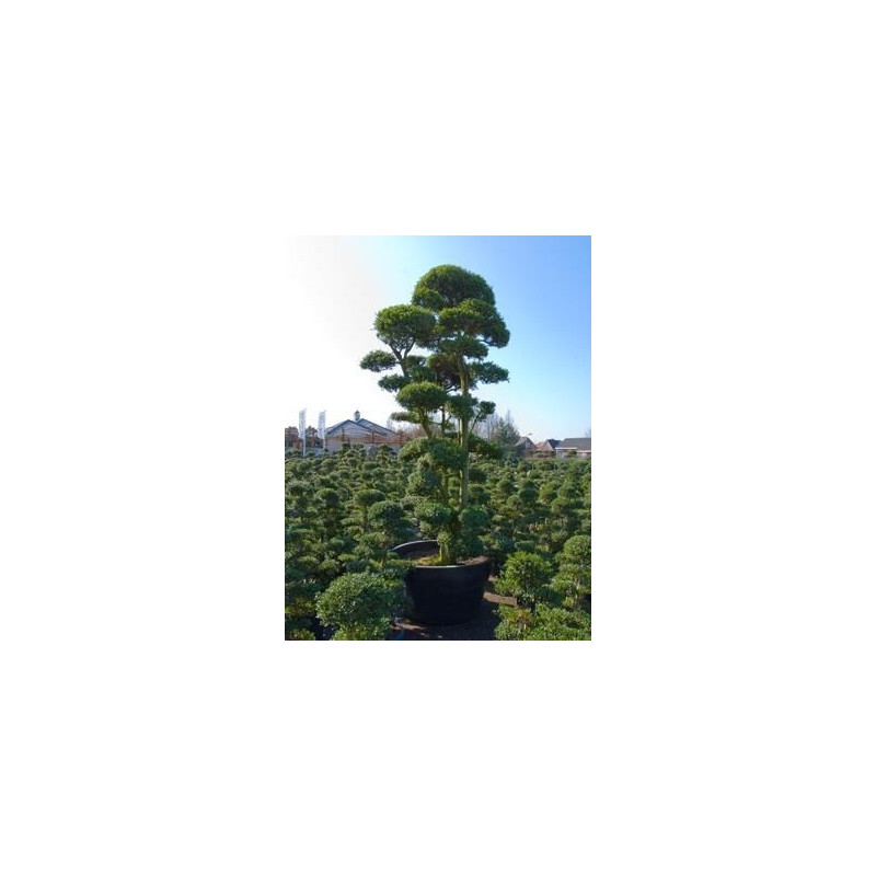Ilex crenata bonsaï ramifié 350 cm