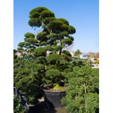 ilex crenata bonsaï ramifié 375 cm