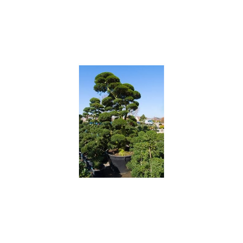 ilex crenata bonsaï ramifié 375 cm