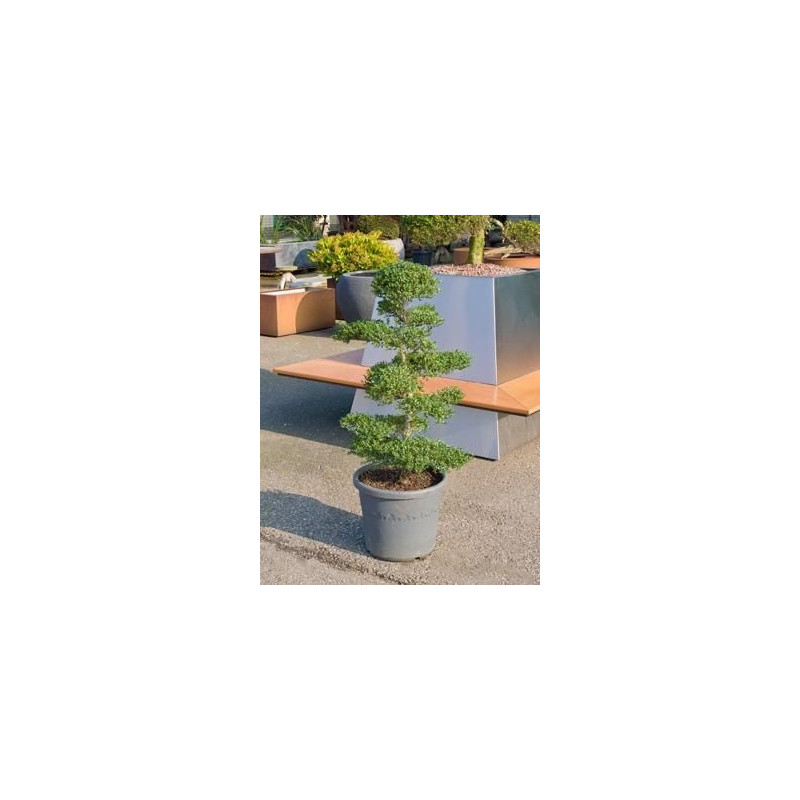 Ilex crenata bonsaï 130 cm