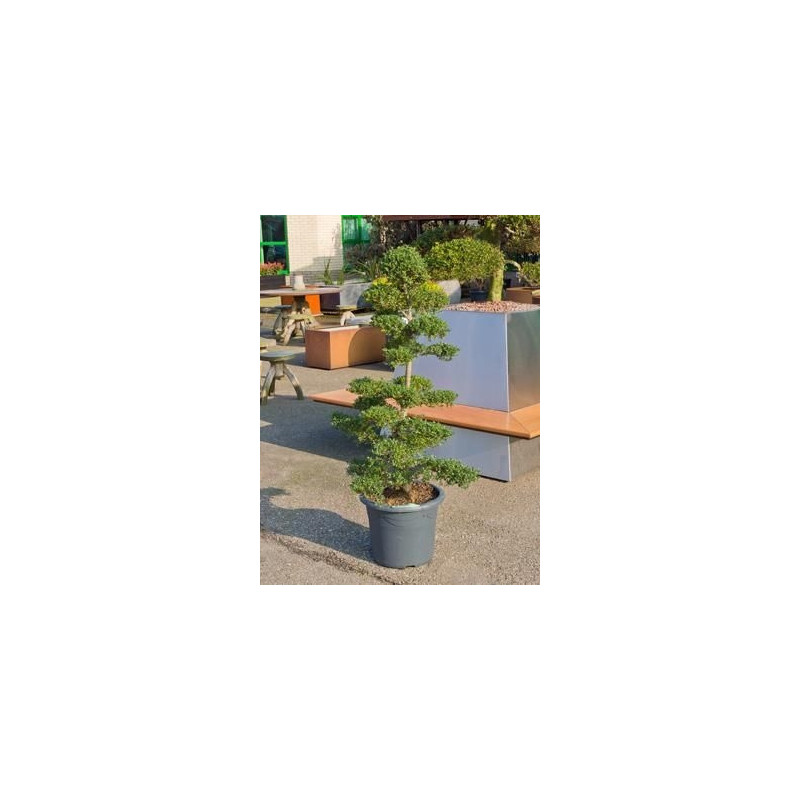 Ilex crenata - bonsaï 140 cm Ilex crenata - bonsaï 140 cm