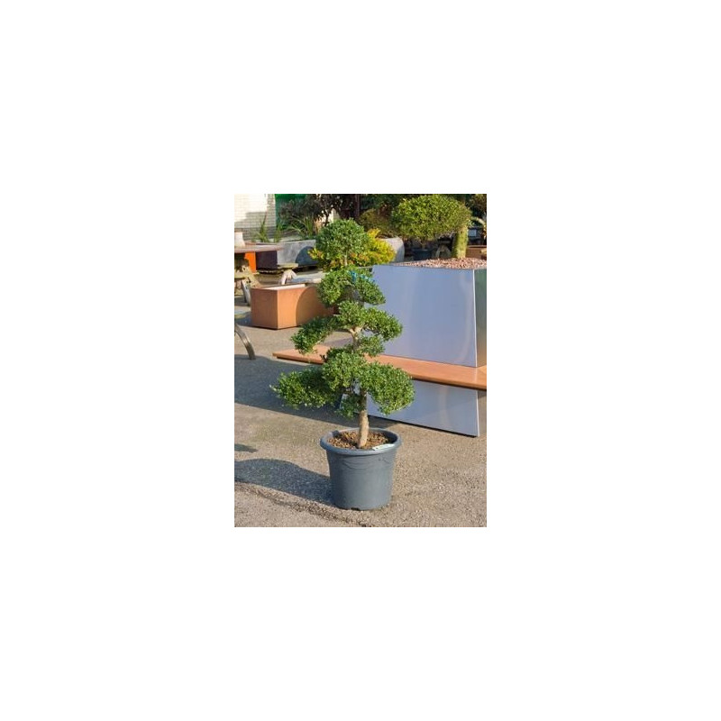 Ilex crenata - bonsaï 150 cm