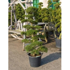 Ilex crenata - bonsaï 150/160 cm