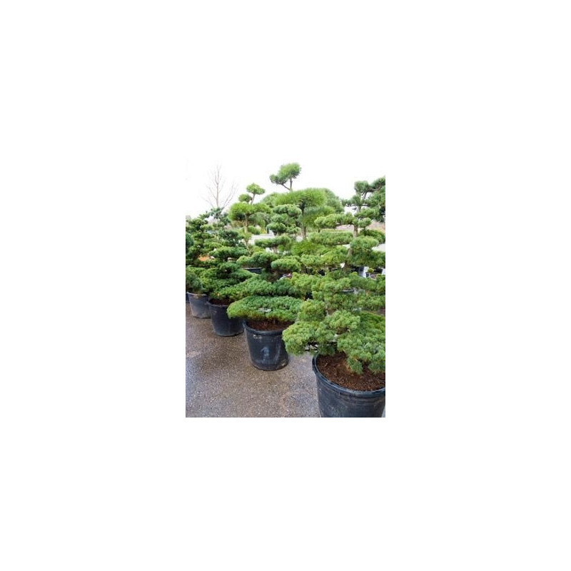 Pinus parviflora - bonsaï 