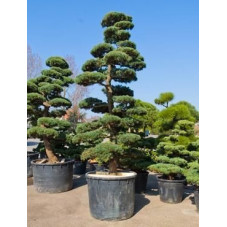Pinus parviflora - bonsaï 425 cm