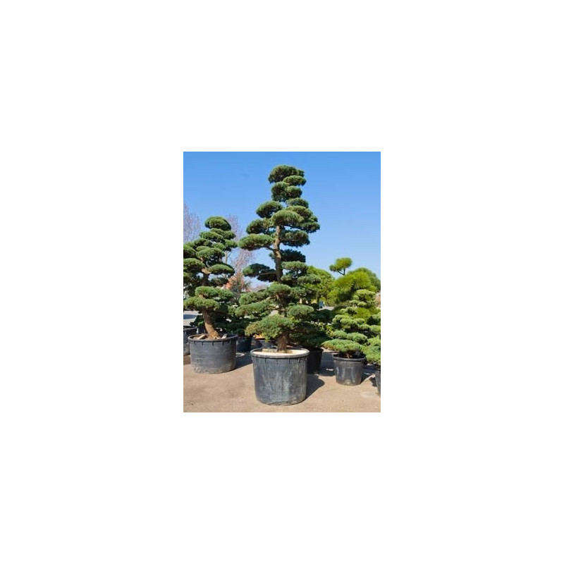 Pinus parviflora - bonsaï 425 cm