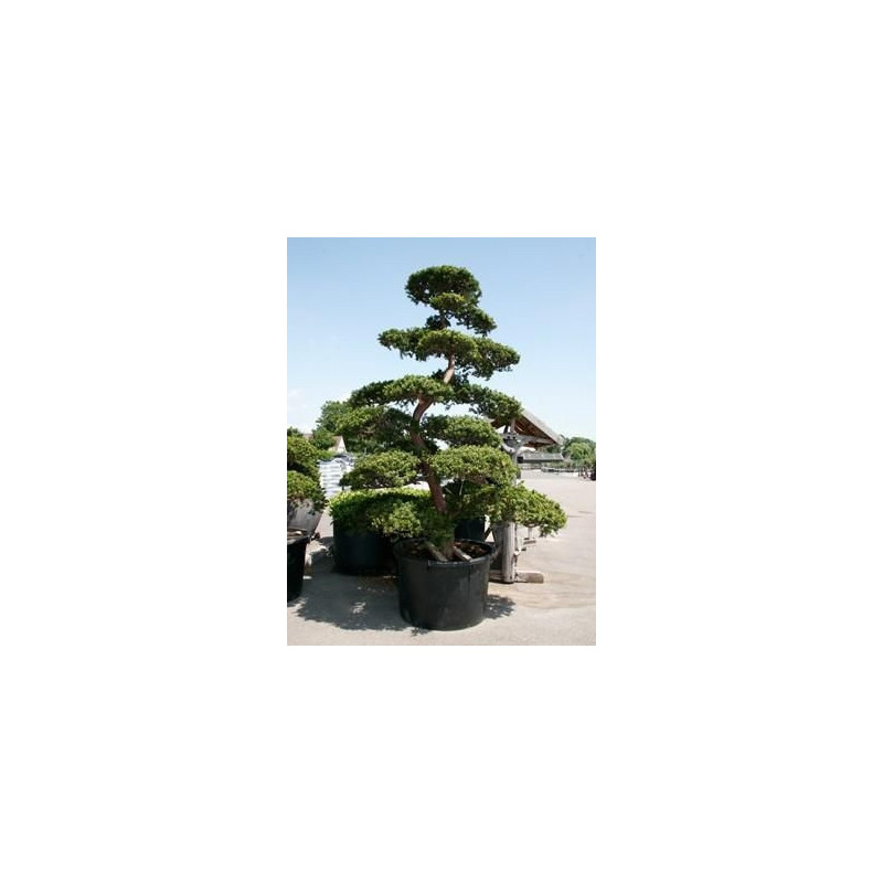 Taxus cuspidata - bonsaï 375 cm