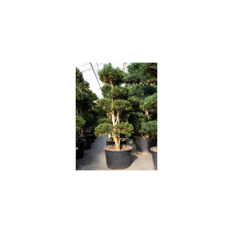 Podocarpus macrophyllus - bonsaï