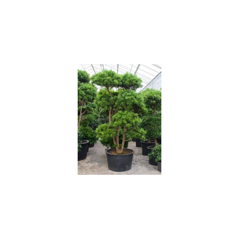 Podocarpus macrophyllus ramifié - bonsaï