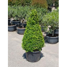 Buis pyramide 100cm - buxus sempervirens