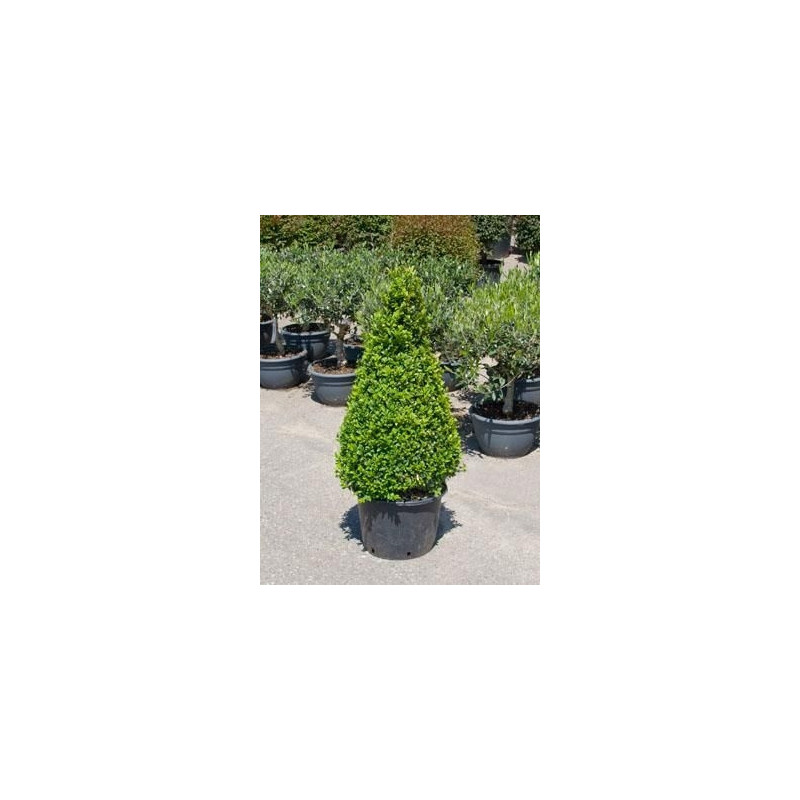 Buis pyramide 100cm - buxus sempervirens Buis pyramide 100cm - buxus sempervirens