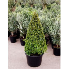 Buis pyramide 120cm - buxus sempervirens