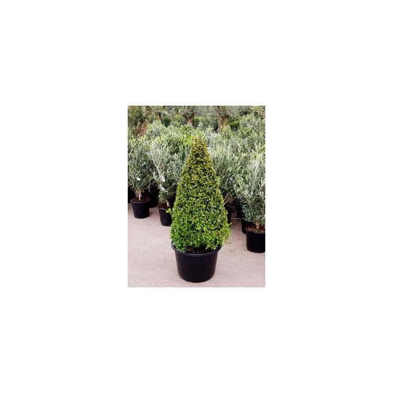 Buis pyramide 120cm - buxus sempervirens