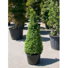 Buis pyramide 145cm - buxus sempervirens