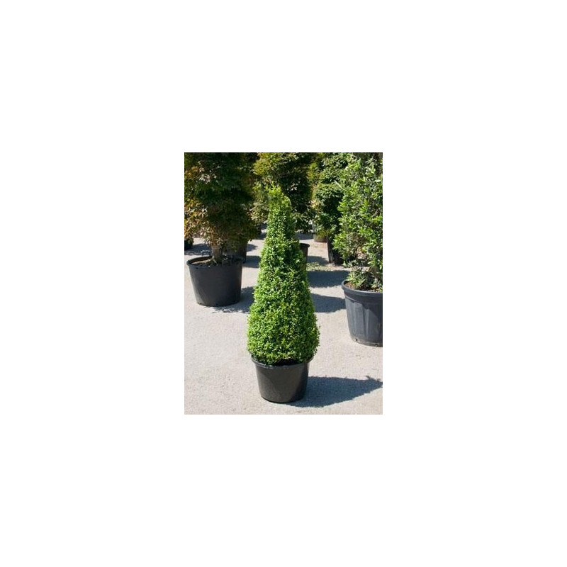 Buis pyramide 145cm - buxus sempervirens Buis pyramide 145cm - buxus sempervirens