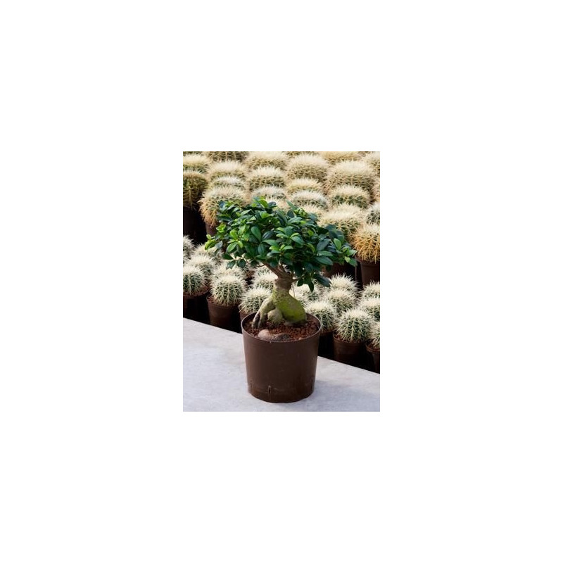 Ficus microcarpa ginseng