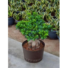 Ficus microcarpa ginseng 70 cm