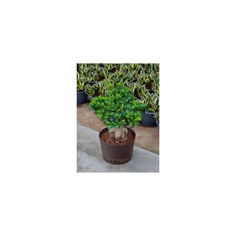 Ficus microcarpa ginseng 70 cm