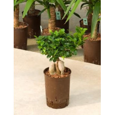 Ficus microcarpa ginseng 45 cm