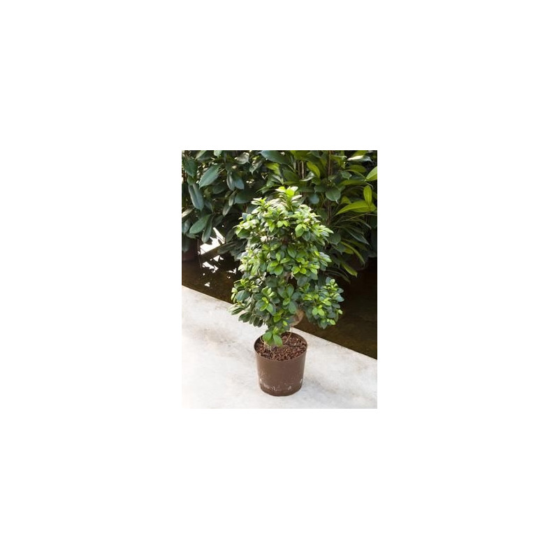 Ficus microcarpa - 65 cm Ficus microcarpa - 65 cm