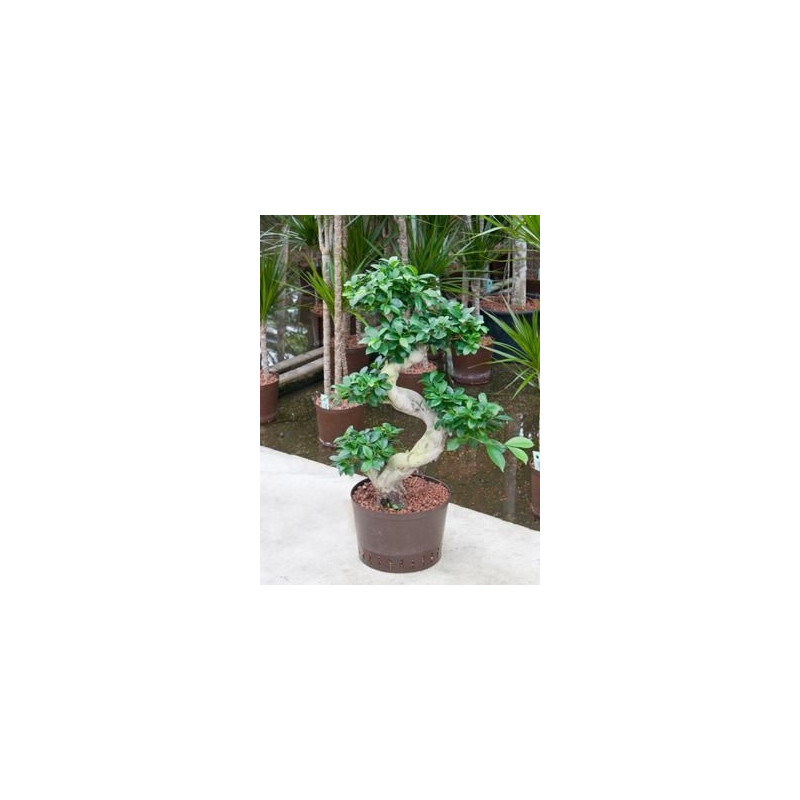 Ficus microcarpa - 95 cm