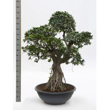 Ficus microcarpa compacta 160 cm