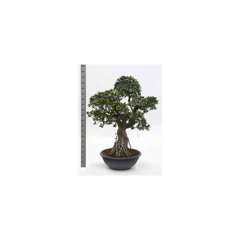 Ficus microcarpa compacta 160 cm