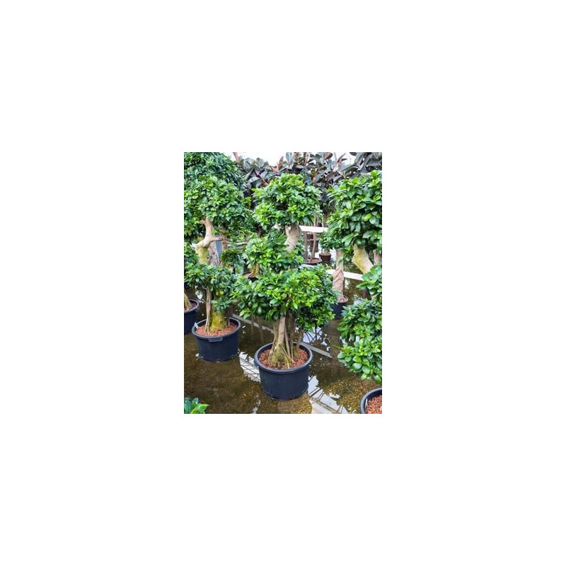 Ficus microcarpa compacta 170 cm Ficus microcarpa compacta 170 cm