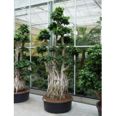 Ficus microcarpa compacta 275 cm