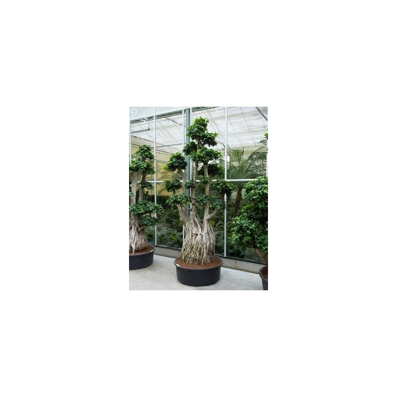 Ficus microcarpa compacta 275 cm