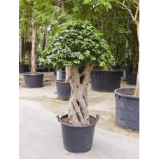 Ficus microcarpa compacta 220 cm