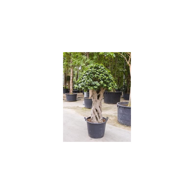 Ficus microcarpa compacta 220 cm