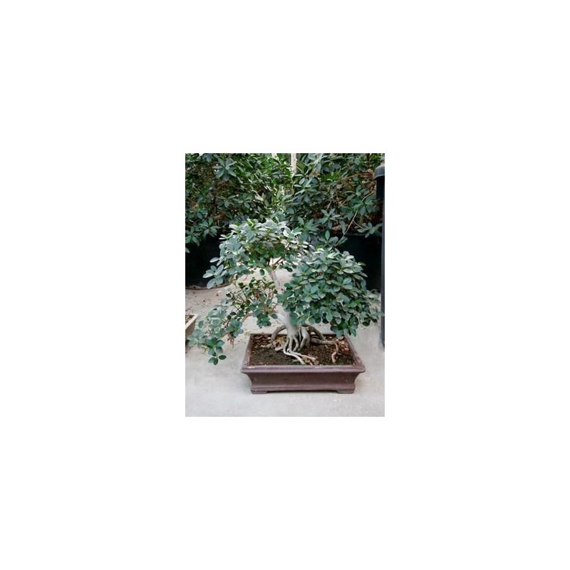 Ficus panda  - 80 cm