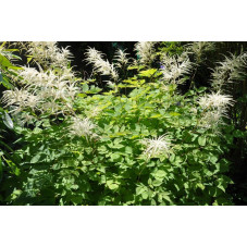 Astilbe