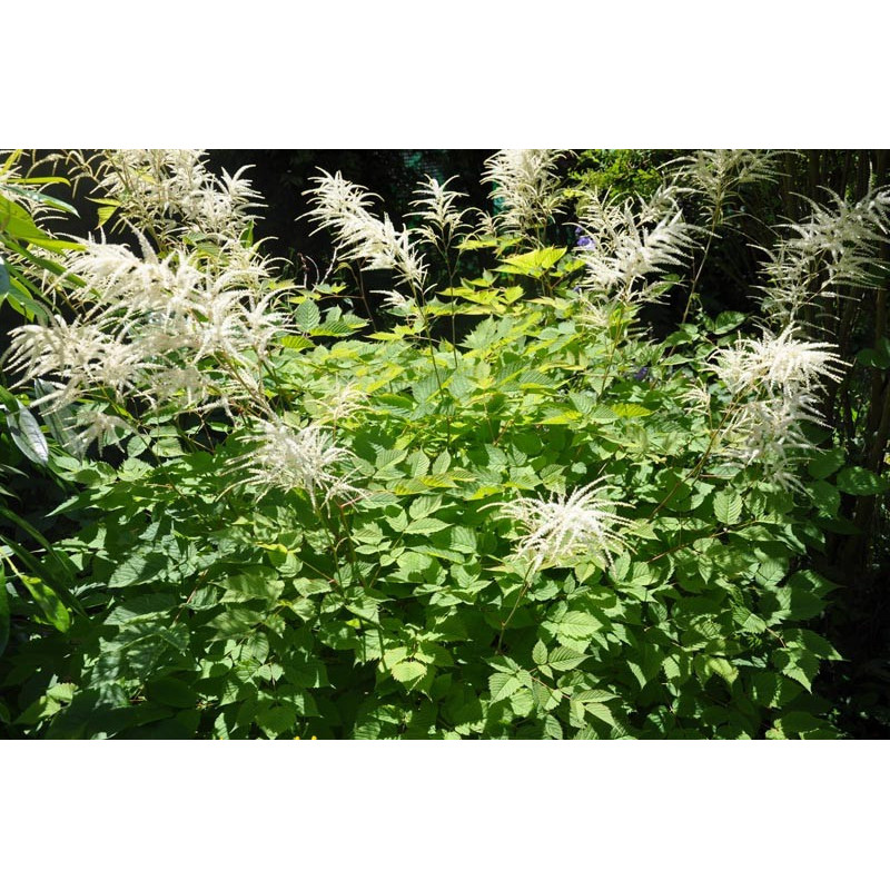 Astilbe Astilbe