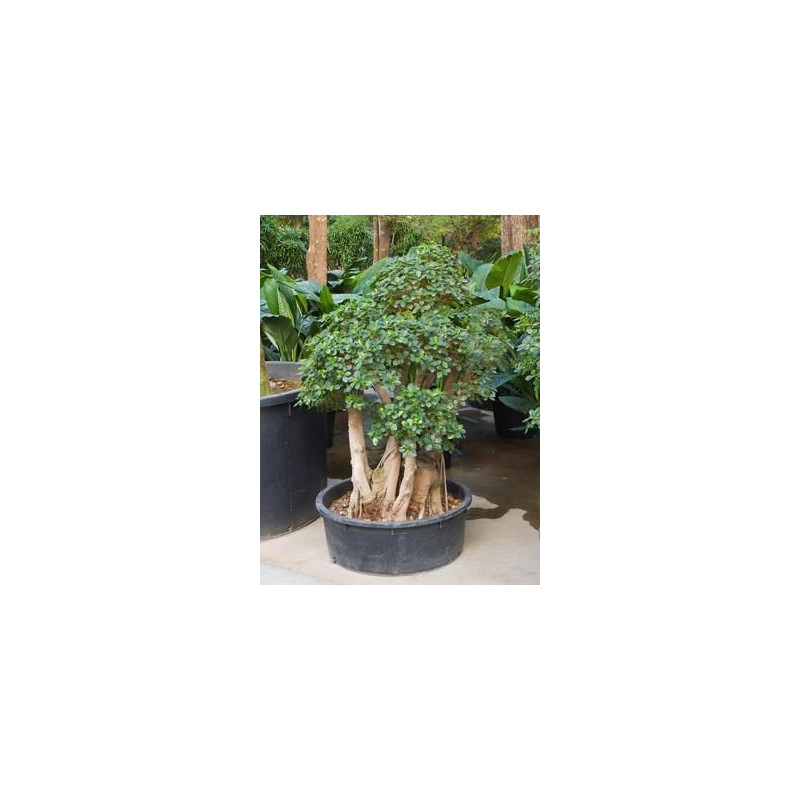 Ficus panda - 160 cm