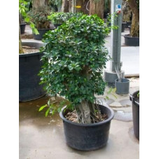 Ficus panda - 240 cm