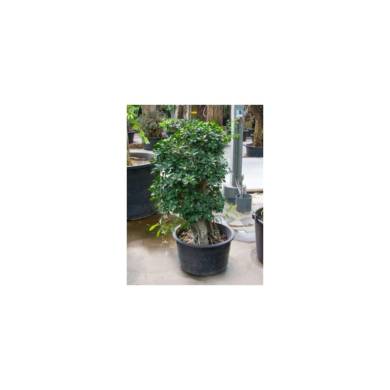Ficus panda - 240 cm
