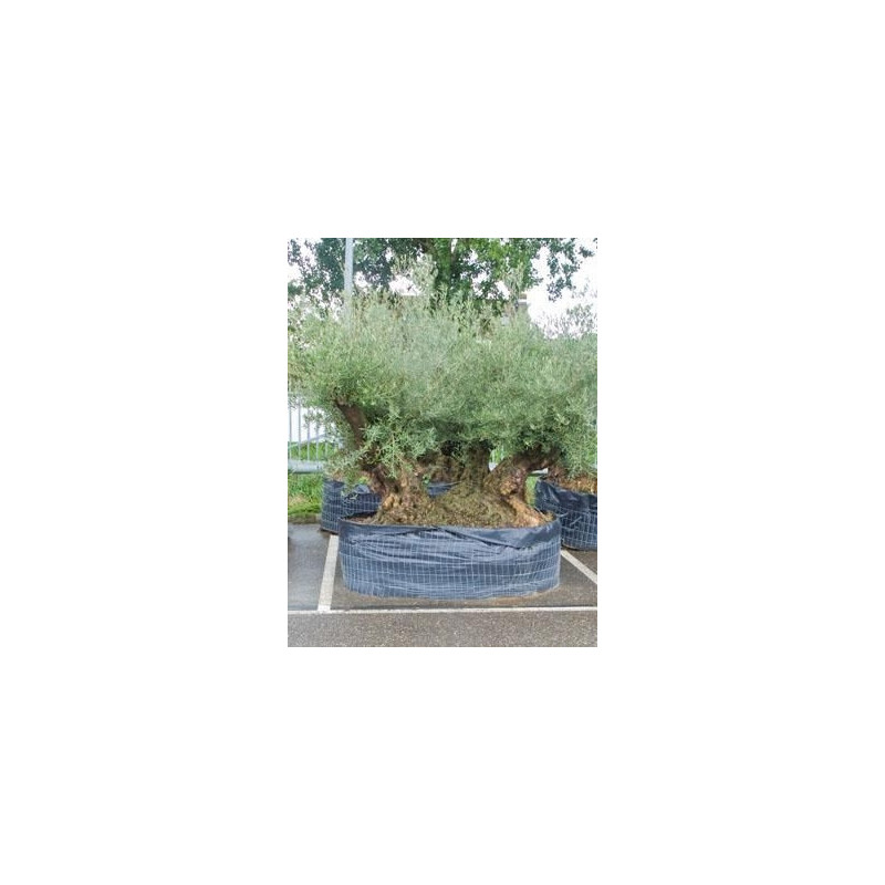 olivier bonsaï - 235 cm ( olea europaea )