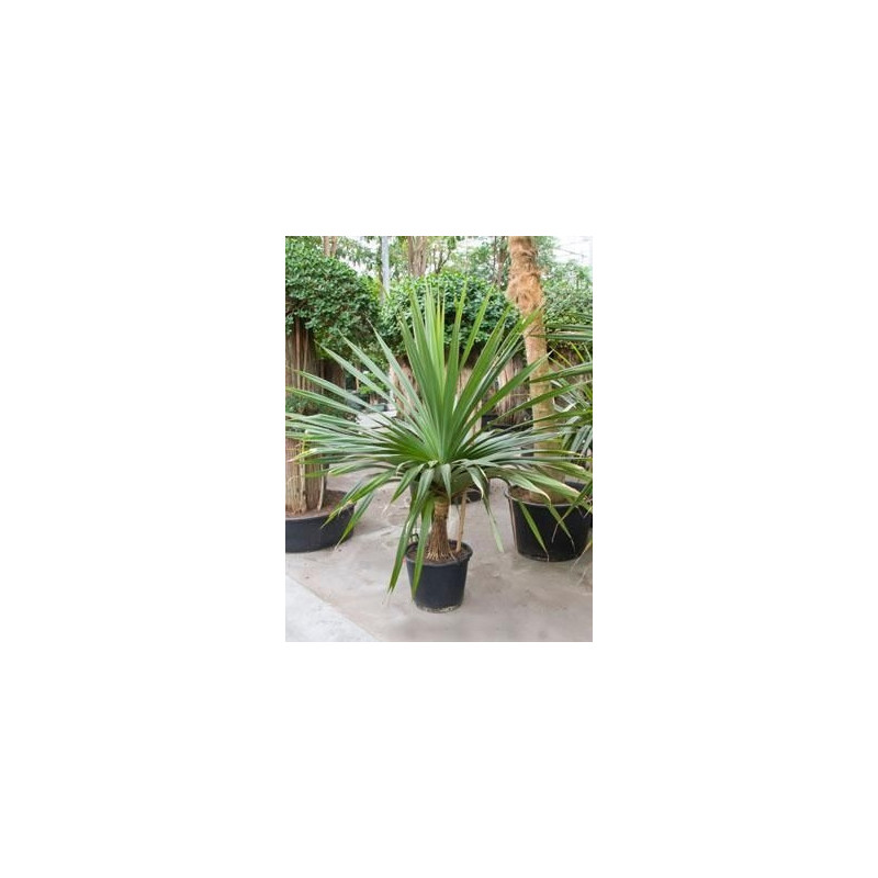 Pandanus utilis 170 cm