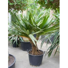 Pandanus utilis tige - 220 cm