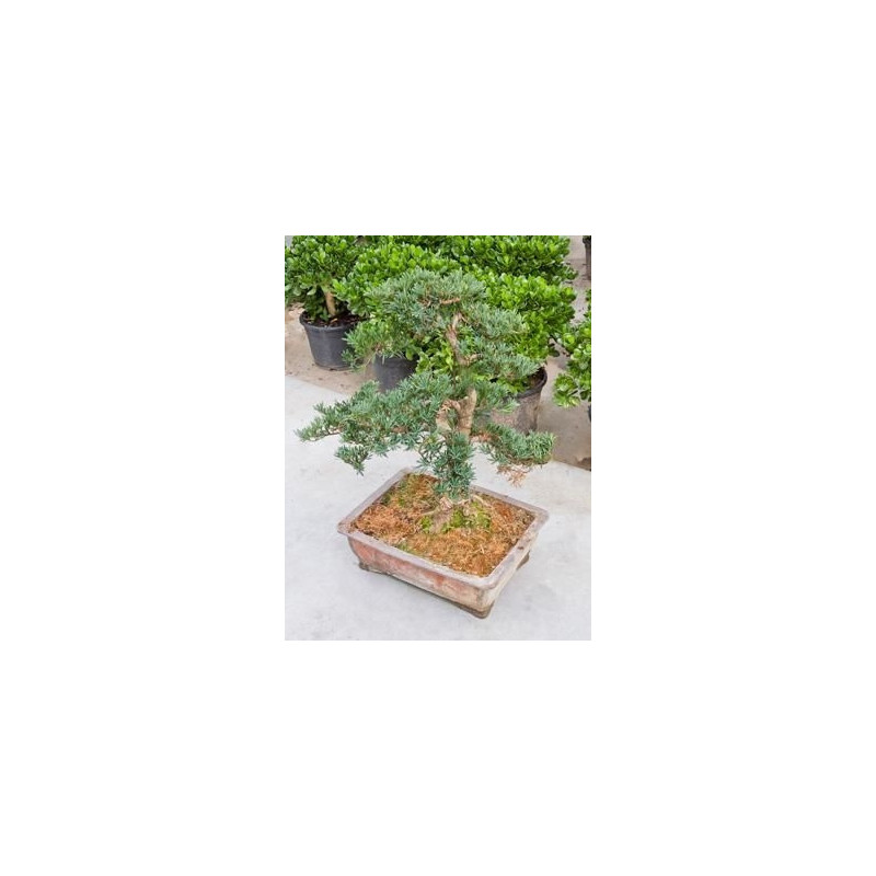 Podocarpus macrophyllus - bonsaï - 80 cm Podocarpus macrophyllus - bonsaï - 80 cm