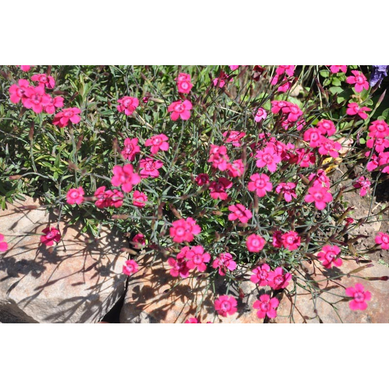 Dianthus deltoides