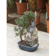 Podocarpus macrophyllus - bonsaï