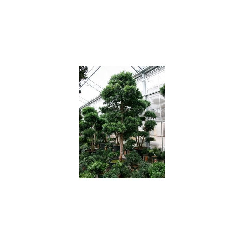 Podocarpus microphyllus 300 cm Podocarpus microphyllus 300 cm