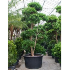 Podocarpus microphyllus 400 cm