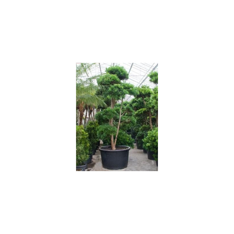 Podocarpus microphyllus 400 cm