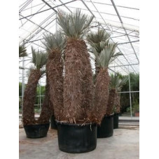 Palmier - Trithrinax campestris - 600 cm